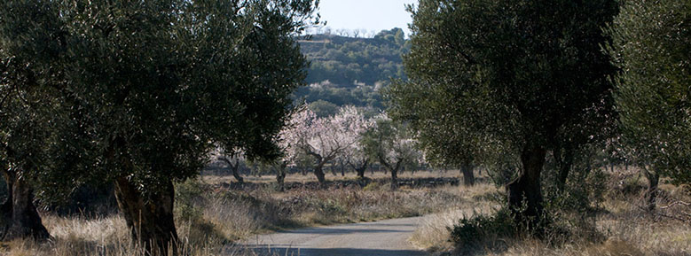 Camino de Morán